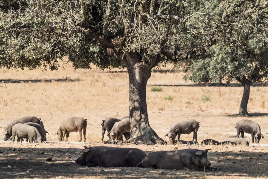 Cerdos ibéricos libres en la dehesa comiendo bellotas